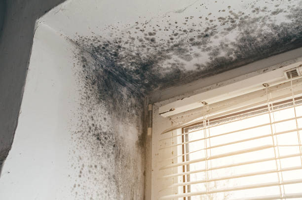 Affordable Crawl Space Mold Removal solutions in Roanoke, IL