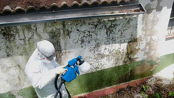 Top rated local Crawl Space Mold Removal specialists in Roanoke, IL